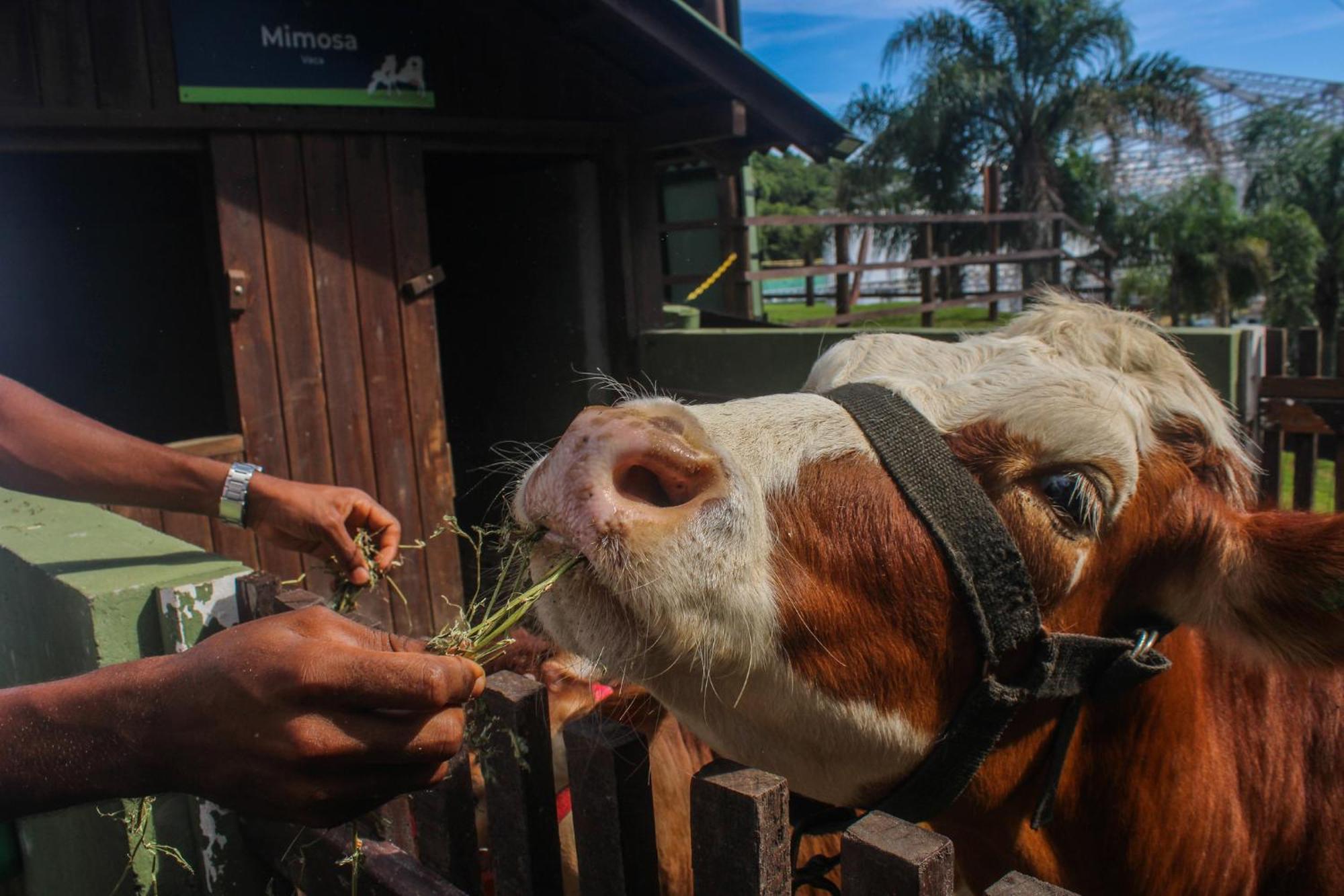 Costao Do Santinho Resort All Inclusive Florianopolis Exterior photo A cow at the zoo