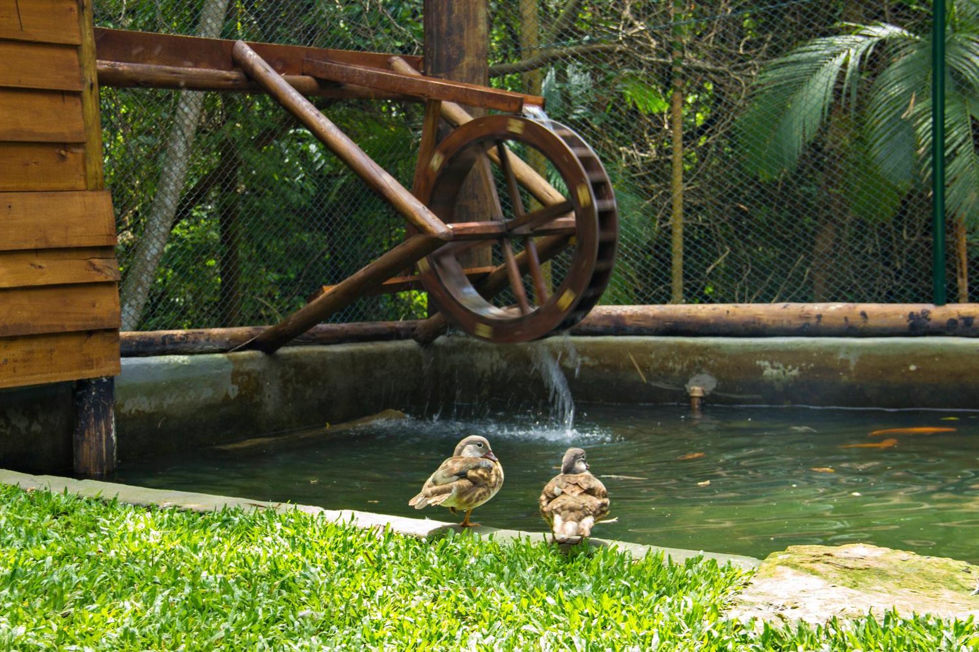 Costao Do Santinho Resort All Inclusive Florianopolis Exterior photo Ducks at the zoo